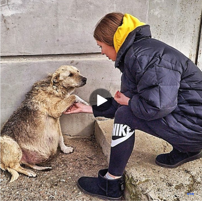 “Left Behind: The Plight of Abandoned Pets When Families Leave”