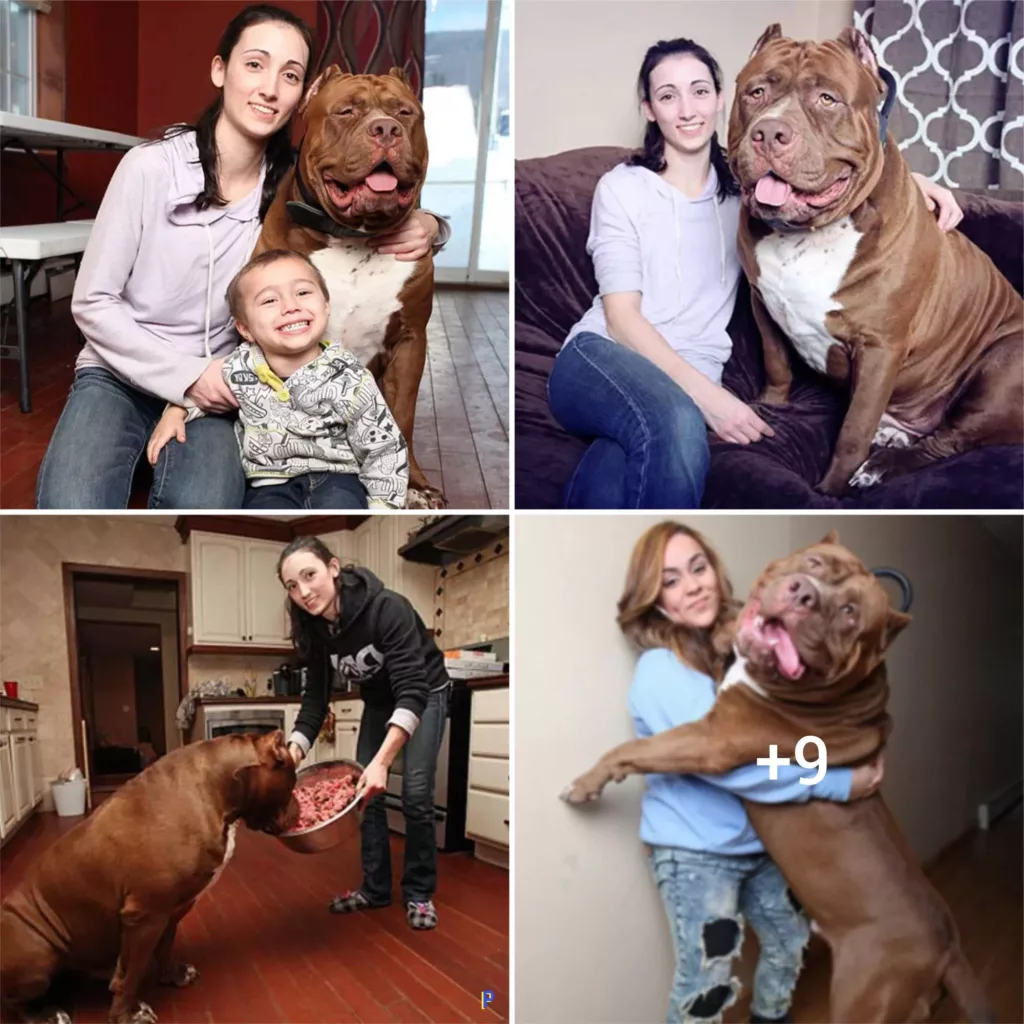 Meet Hulk, The Colossal Pit Bull Who Reigns Supreme Among His Breed