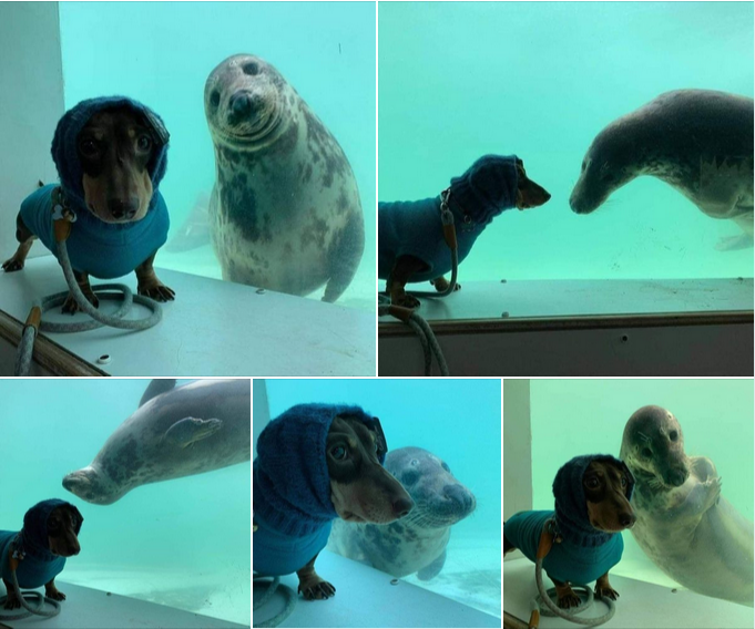 The Magical Friendship Between a Dachshund and a Seal, Captured Through the Glass